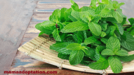 7 Best Effect Of Craving Mint Leaves During Pregnancy